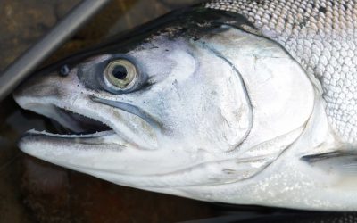 Know Your B.C. Fishing Regulations